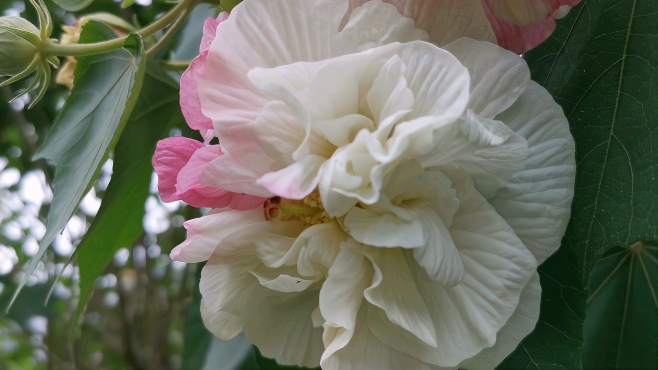 [图]四川成都的芙蓉花开得正好，不过花期太短，赏花的朋友赶快点