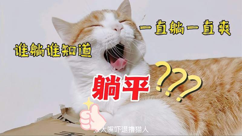 猫:我爱躺哪躺哪,搞笑,萌宠,好看视频