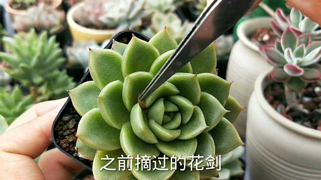 句简多肉植物 好看视频 句简多肉植物 好看视频