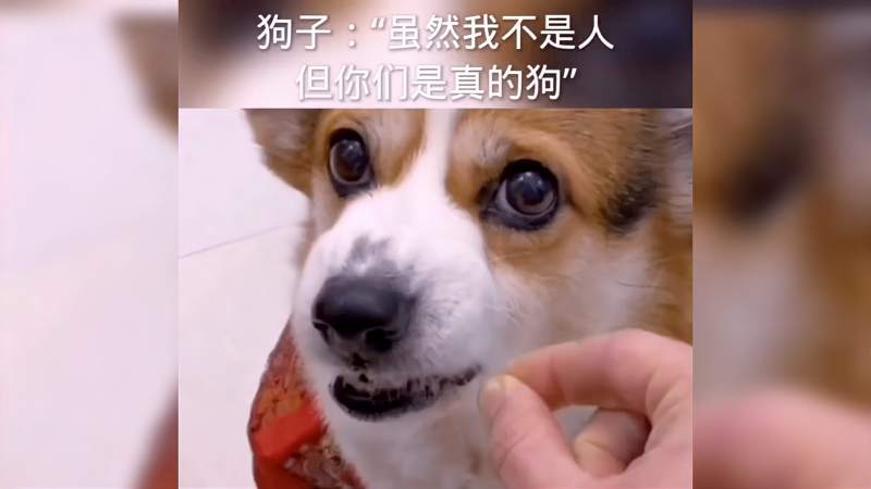 狗子虽然我不是人你是真的狗