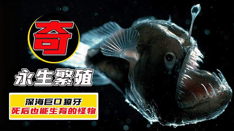 死后也能生育的琵琶鱼!地球上唯一拥有不灭能力的动物,自然,动物,好看视频