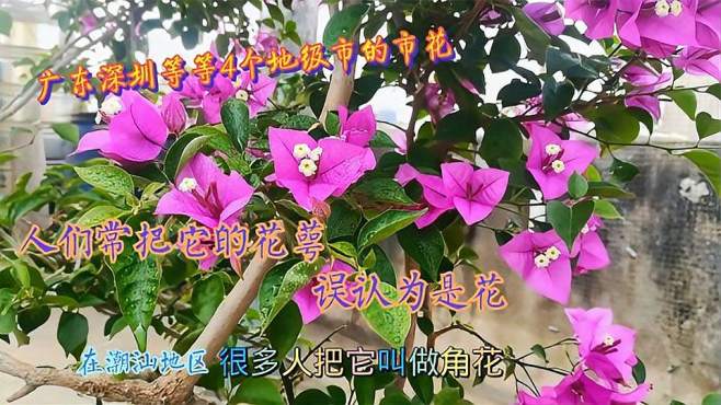 [图]南方农村常见的花卉，很漂亮，广东21个市中有4个市将之列为市花