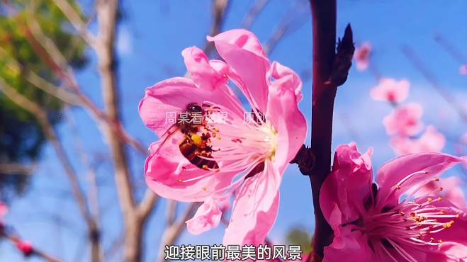 [图]江西农村最美的季节终于来了！赶紧走出家门，一起感受春的气息！