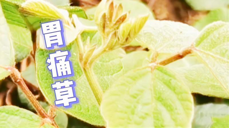 胃痛草的根的长什么样子怎么使用睛睛为大家解说其实很简单