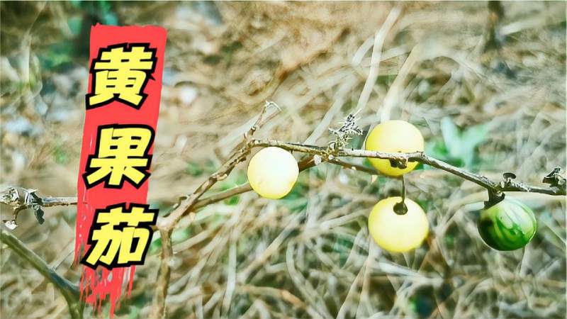 黄果茄:云南贵州等地田里地里都会生,果子黄色,药用价值高!,健康养生,健康常识,好看视频