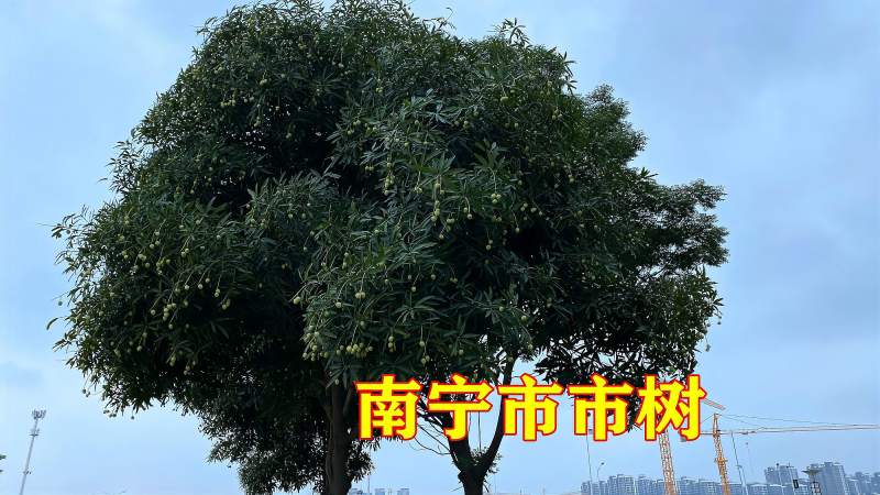 广西南宁市的市树在南宁街头随处可见大家知道是什么树吗