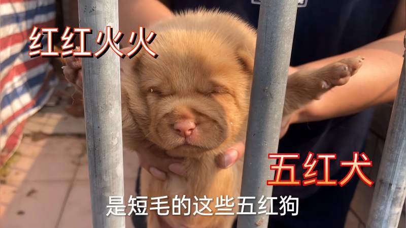 稀有品种五红犬红红火火