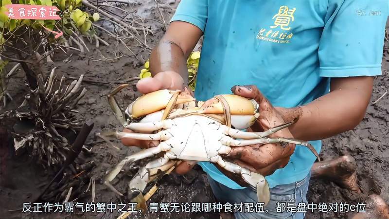 红树林里泥坑挖大青蟹轻松装满一袋子带回家