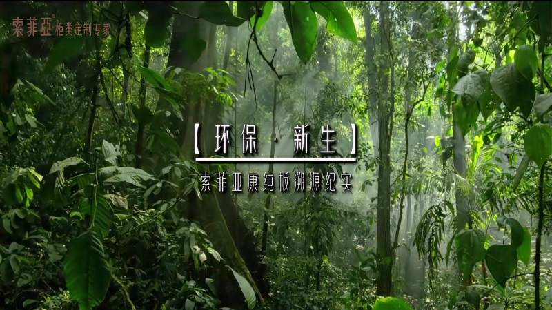 索菲亚康纯板环保溯源,带你见证真环保,文化,广告设计,好看视频