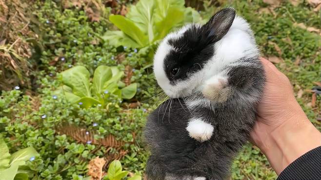 [图]买回来才养了几天就这么听话，邻居都说它有点像熊猫