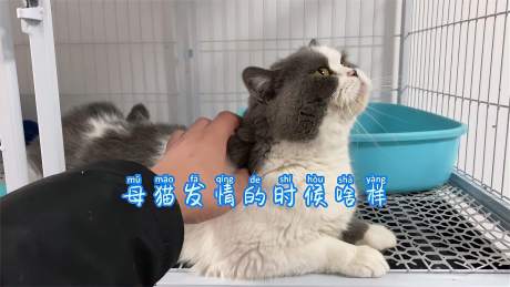 东北猫贩子 好看视频