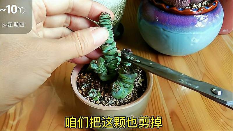 钱多的一串串,多肉钱串繁殖就是这么简单,一棵小苗就能长一盆,家居,园艺,好看视频