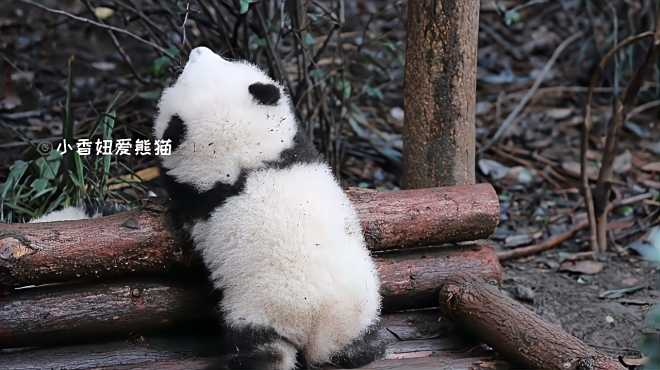 小香妞爱熊猫 好看视频