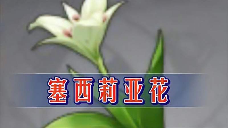 原神塞西莉亚花材料收集