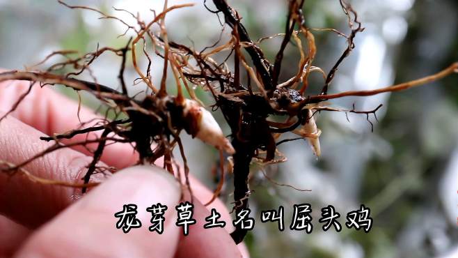 这种植物根部很像鸡头,所以土名叫屈头鸡,可与其它植物一起煲汤