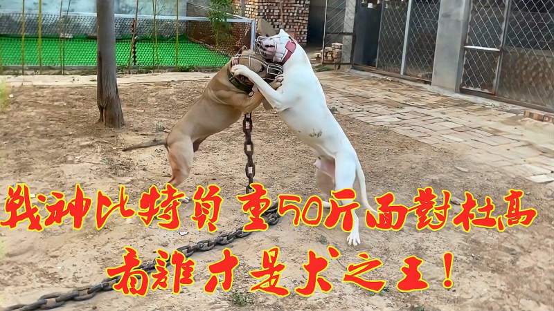 杜高vs比特(杜高vs比特犬)