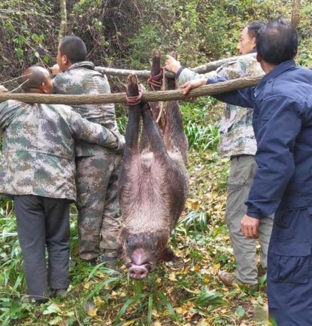 浙江野猪泛滥成灾图片