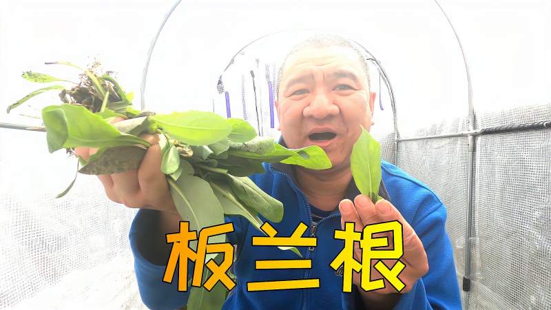 中药材板蓝根家庭可以种植吗?看这些板兰根叶子还可以生吃呢!,家居,园艺,好看视频