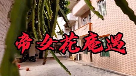 粤剧名家林家宝曾随团多次出访美国 新加坡及香港 澳门演出 文化 戏曲 好看视频