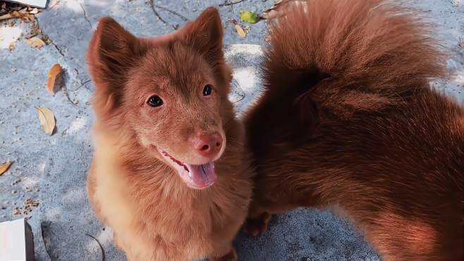 纯正五红犬起源于潮汕,扬名于东莞,属于广东一带特有地方犬种.