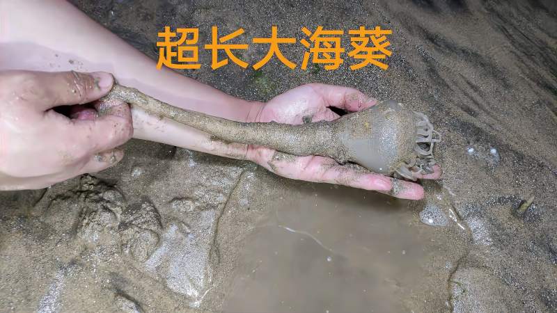 小马赶海挖到一只大海葵足足有手臂长猫眼螺又丰收啦