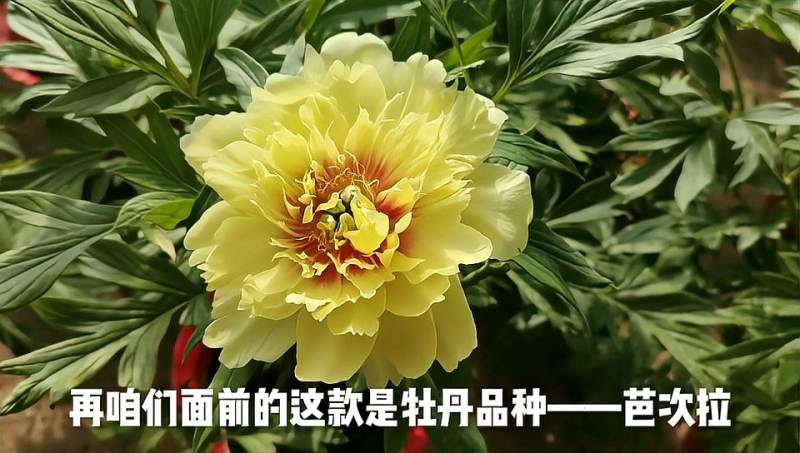 珍贵牡丹品种芭次拉经过高温培育已经提前开放啦