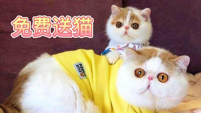 [图]无偿领养宠物猫，免费送猫的套路，买猫靠谱引流技巧揭秘