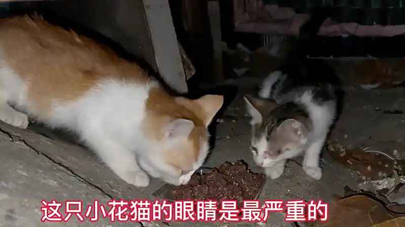 两只奶猫双目失明看不见 靠大猫带路找食物 生活非常艰辛 搞笑 萌宠 好看视频