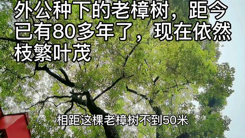 外公种下的老樟树,距今已有80多年了,现在依然枝繁叶茂