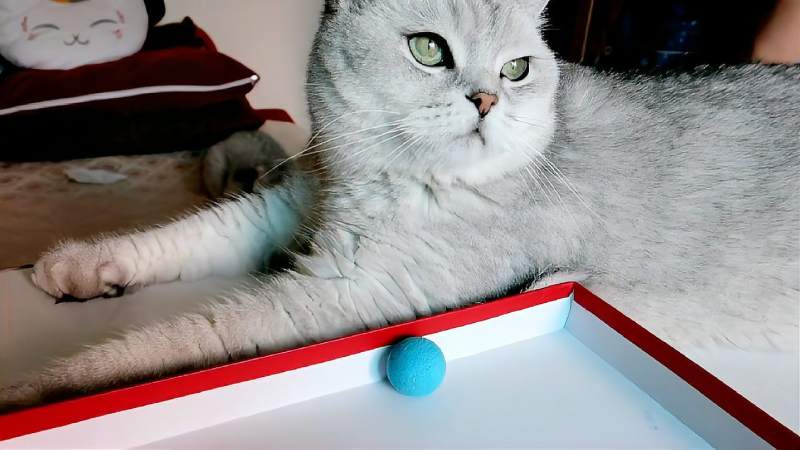 今天第一届糯宝杯猫咪们的乒乓球比赛开赛了热烈欢迎选手进场