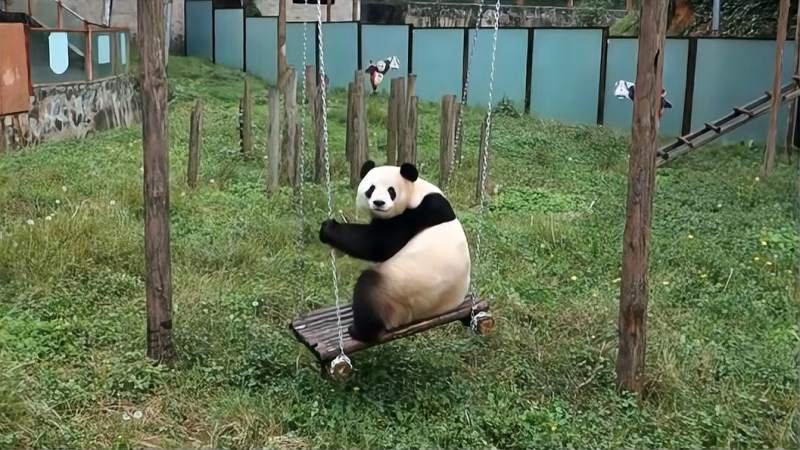 熊猫正在荡秋千回头发现很多人在看他下一秒憋住别笑