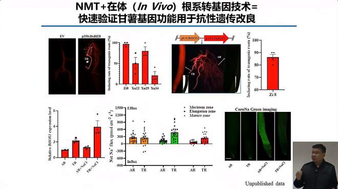 [图]NMT结合根系转基因技术验证基因功能（上）-江苏师大孙健副教授