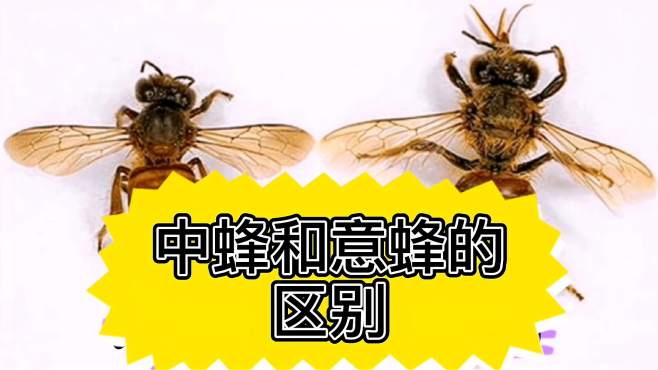 意蜂和中蜂的区别