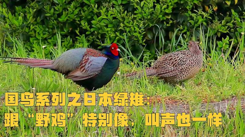 国鸟系列之日本绿雉:跟“野鸡”特别像,叫声也一样,自然,动物,好看视频