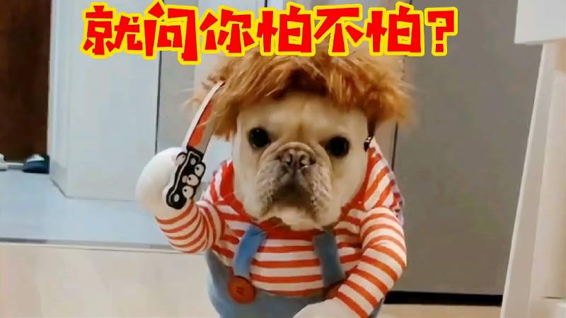 穷凶极恶的狗狗,提着刀向你奔来,就问你怕不怕,搞笑,萌宠,好看视频