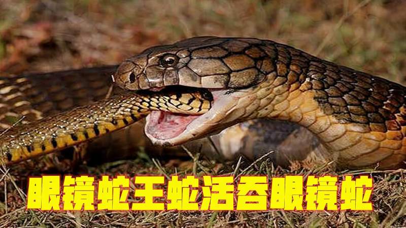 "眼镜王蛇猎杀瞬间:吃一条眼镜蛇就跟吃辣条一样,自然,动物,好看视频