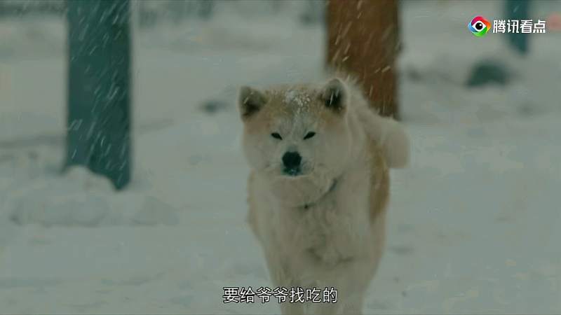 电影星守之犬让人心疼泪目的懂事狗子