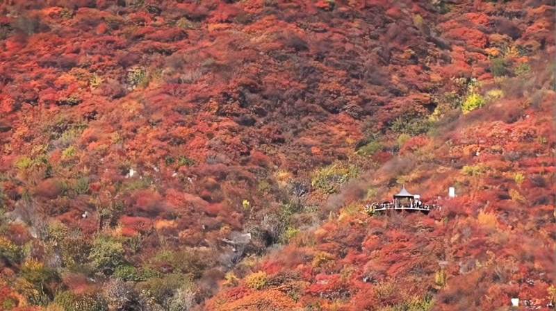 比香山更红的秋游好去处,房山坡峰岭红叶正艳