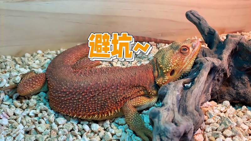 爬宠小科普,主流爬宠缺点与优点避坑介绍,自然,动物,好看视频