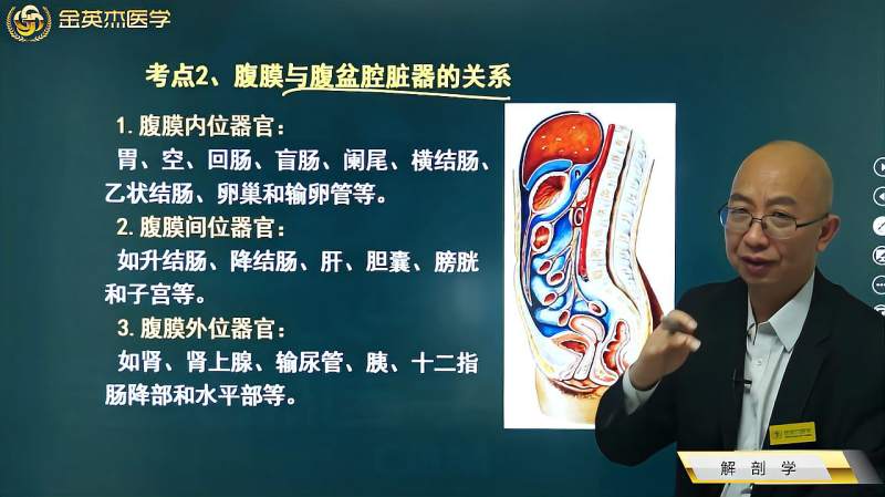 腹膜02腹膜与腹盆脏器的关系腹膜内位器官腹膜间器官外位