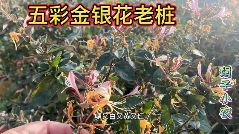 五彩金银花开花了香味十足花色漂亮真不愧是沂蒙山特产