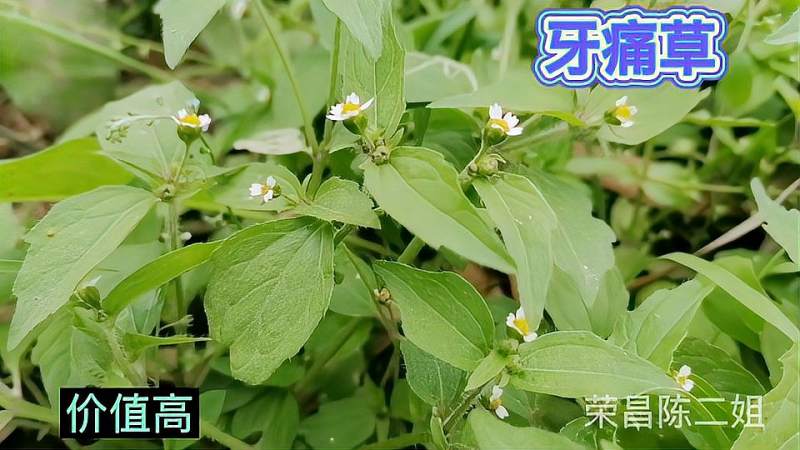 荒山上的一种植物它叫牙痛草看看你认不认识