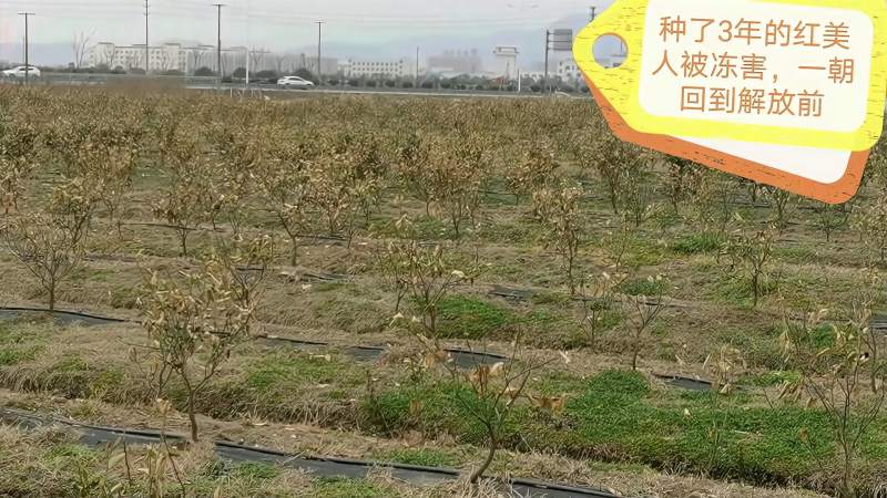 寒潮冻害对果树的影响,红美人幼树被冻死,大树冻成秃子,太惨了,三农,农村户外,好看视频