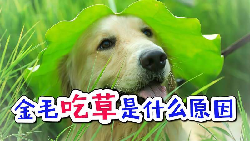 金毛吃草是什么原因,搞笑,萌宠,好看视频