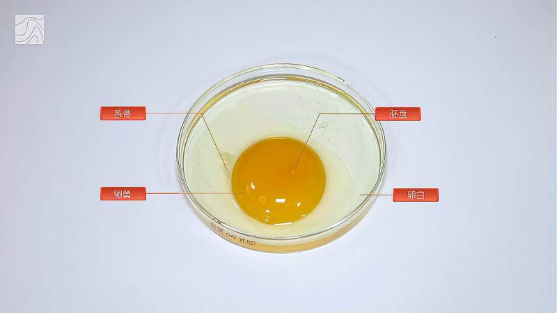 一起观察鸡卵的结构吧,科学,科普,好看视频