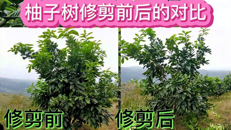 怎么分辨柚子树的徒长枝怎么合理利用与修剪