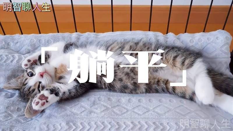 猫每天的"躺平"生活,我也想过这种生活,搞笑,萌宠,好看视频