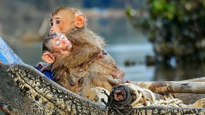 小猴子冷的发抖，紧紧的抱着妈妈暖和