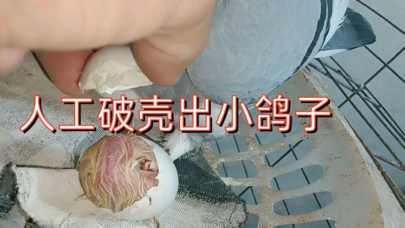 发现鸽子蛋破开裂人工动手破壳出小鸽子平安无事