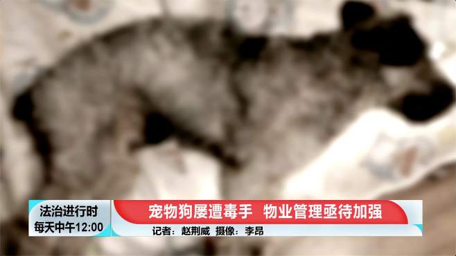 北京这个小区近期多只宠物狗暴毙，医生：人为投毒